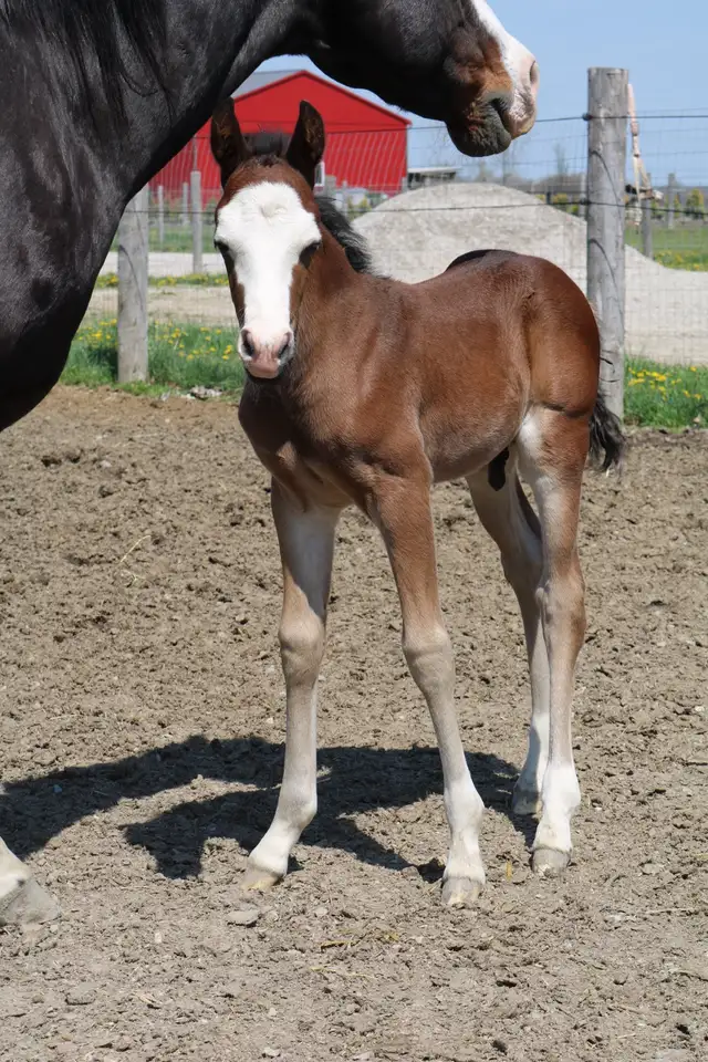 Flashy Half Welsh colt - Photo 4