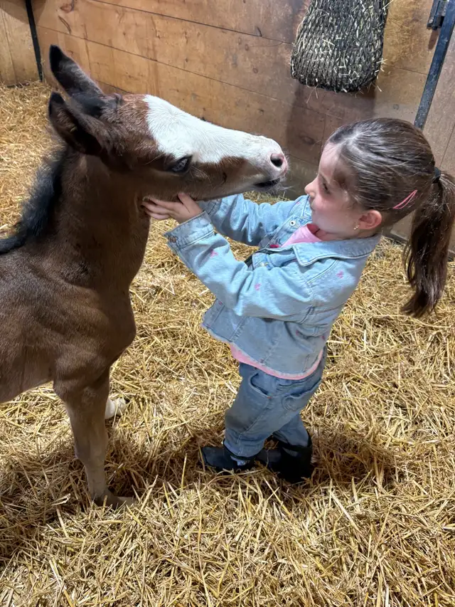 Flashy Half Welsh colt - Photo 5