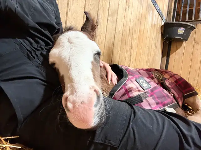 Flashy Half Welsh colt - Photo 6