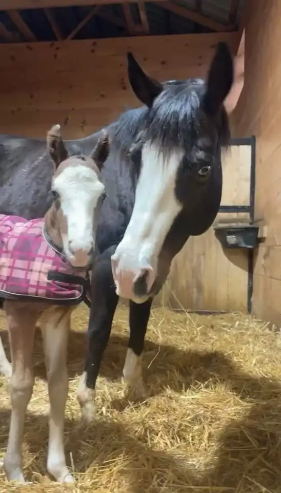 Flashy Half Welsh colt - Photo 7