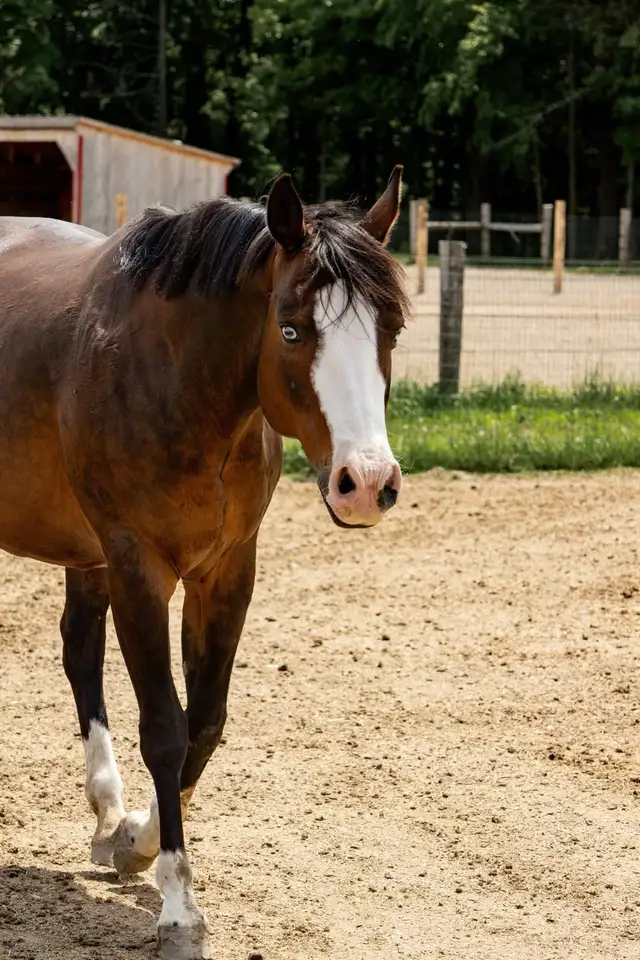 Flashy Half Welsh colt - Photo 8