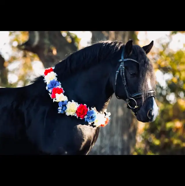 Flashy Half Welsh colt - Photo 9