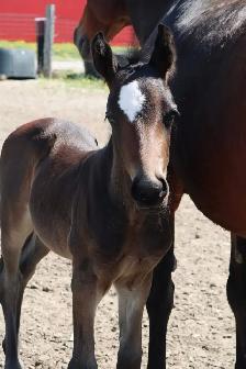 Fancy Half welsh colt