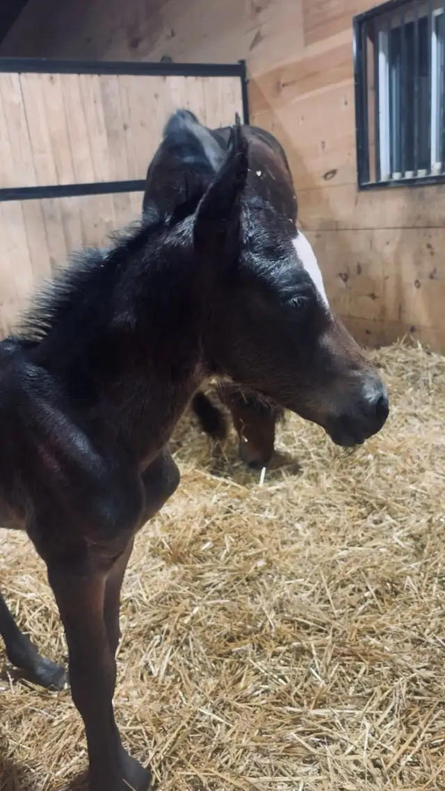 Fancy Half welsh colt - Photo 2