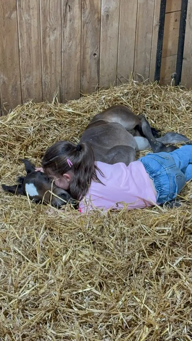 Fancy Half welsh colt - Photo 3