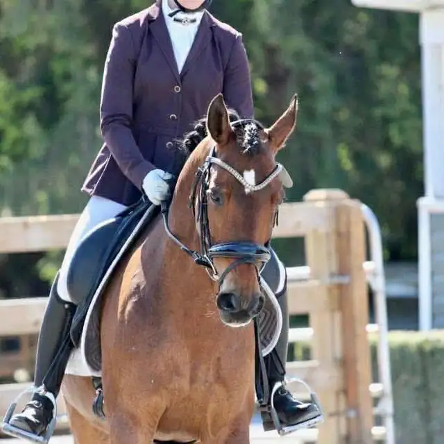 Fancy Half welsh colt - Photo 4