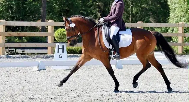 Fancy Half welsh colt - Photo 5