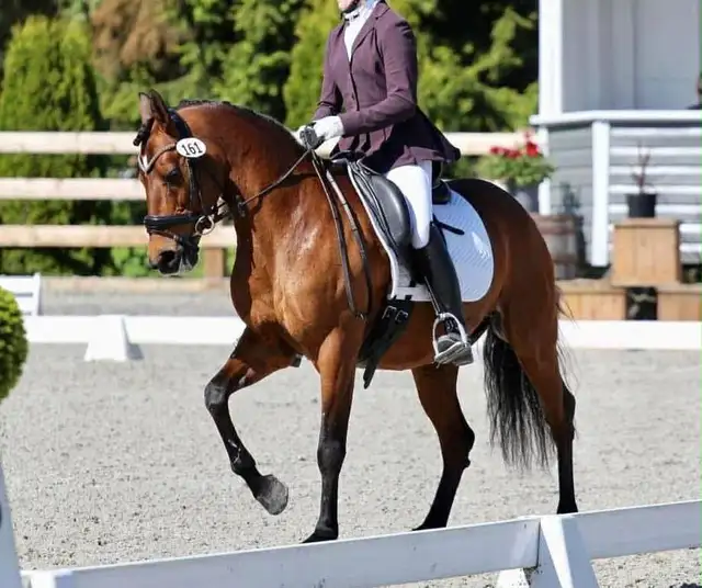 Fancy Half welsh colt - Photo 6