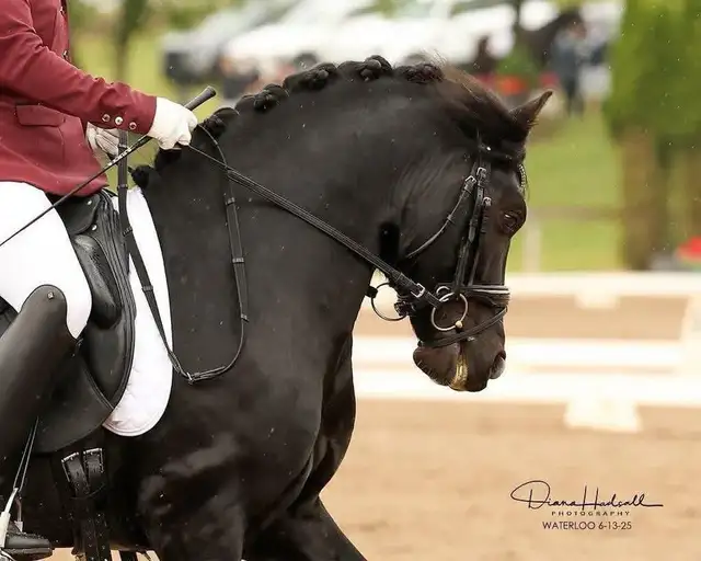 Fancy Half welsh colt - Photo 8