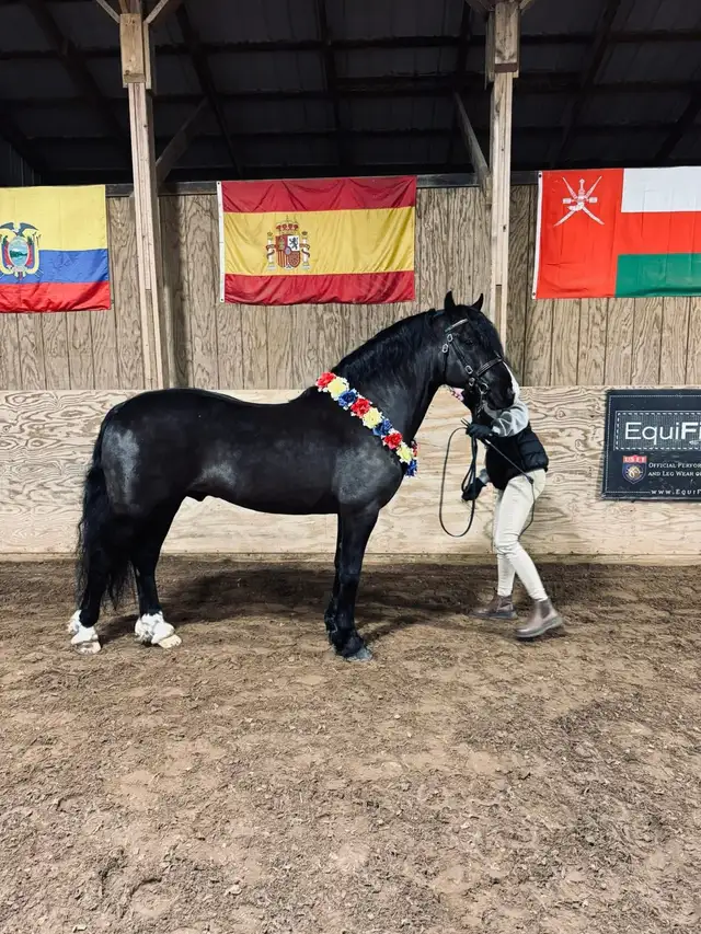 Fancy Half welsh colt - Photo 9