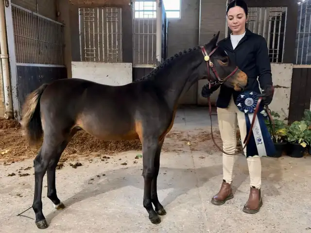 Fancy Half welsh colt - Photo 10