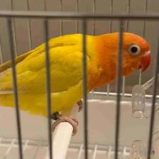 LOVEBIRD FISCHER