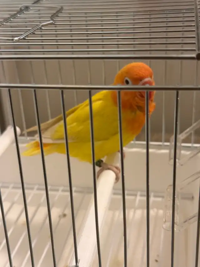 LOVEBIRD FISCHER - Photo 2