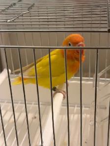 LOVEBIRD FISCHER - Photo 2