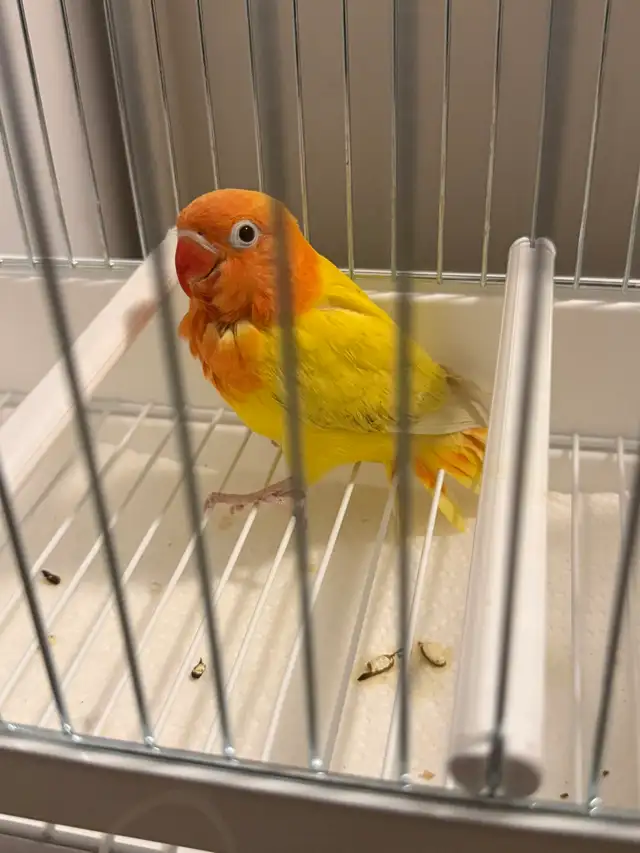 LOVEBIRD FISCHER - Photo 3