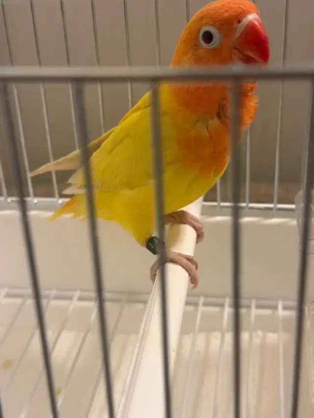 LOVEBIRD FISCHER - Photo 4