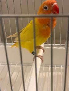 LOVEBIRD FISCHER - Photo 4