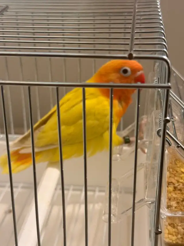 LOVEBIRD FISCHER - Photo 5