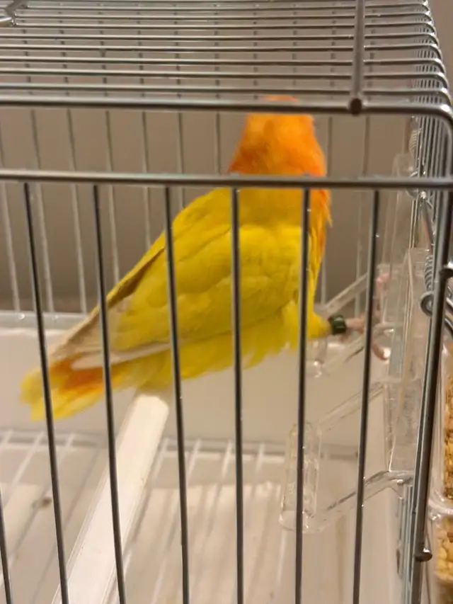 LOVEBIRD FISCHER - Photo 6