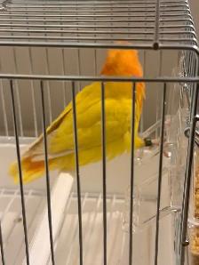 LOVEBIRD FISCHER - Photo 6