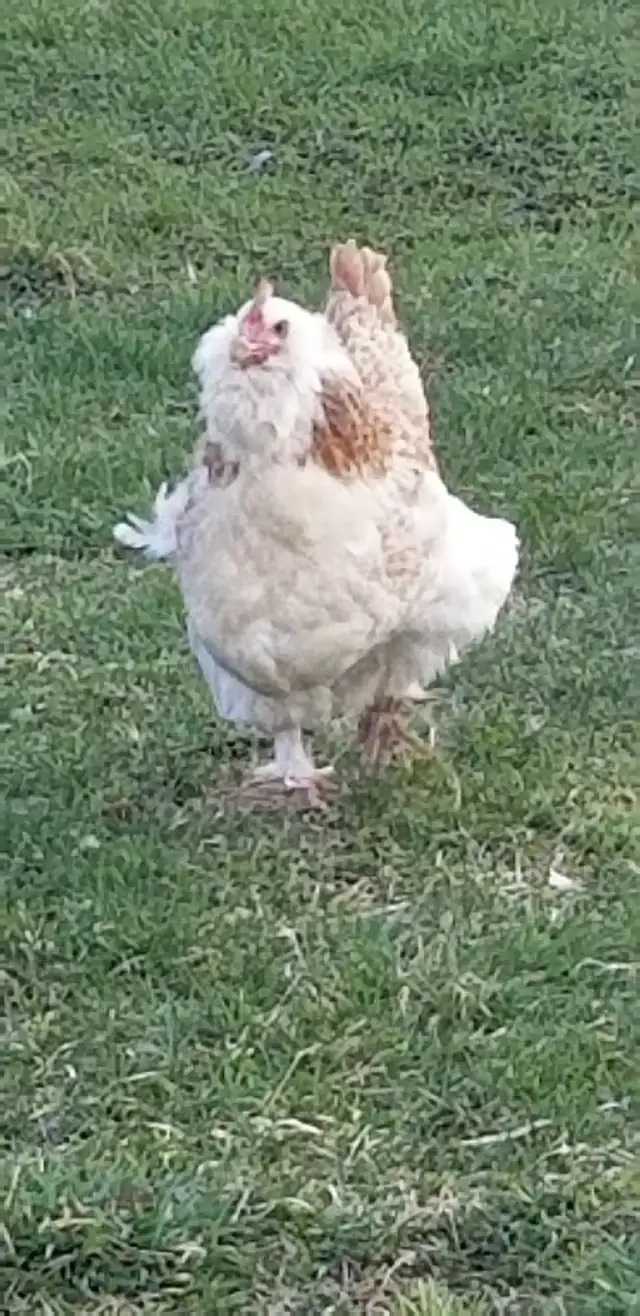 Œufs fécondé Faverolles Allemandes GR.