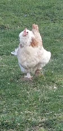 Œufs fécondé Faverolles Allemandes GR.