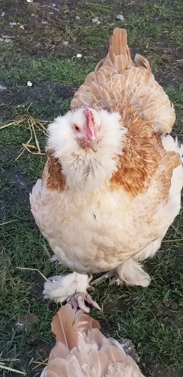 Œufs fécondé Faverolles Allemandes GR. - Photo 2