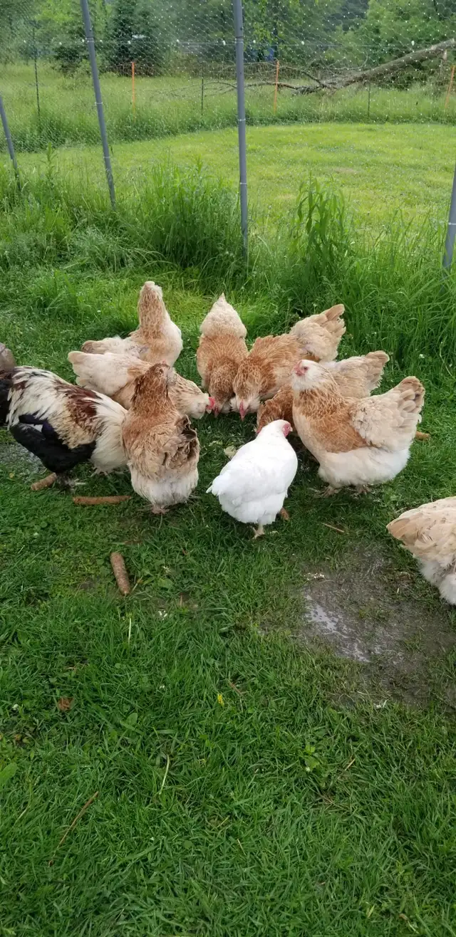 Œufs fécondé Faverolles Allemandes GR. - Photo 3