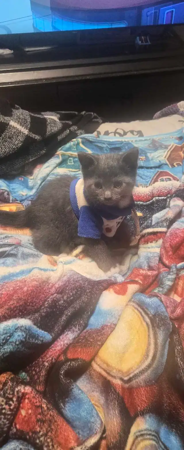 kittens ready for forever home