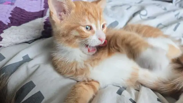 kittens ready for forever home - Photo 2