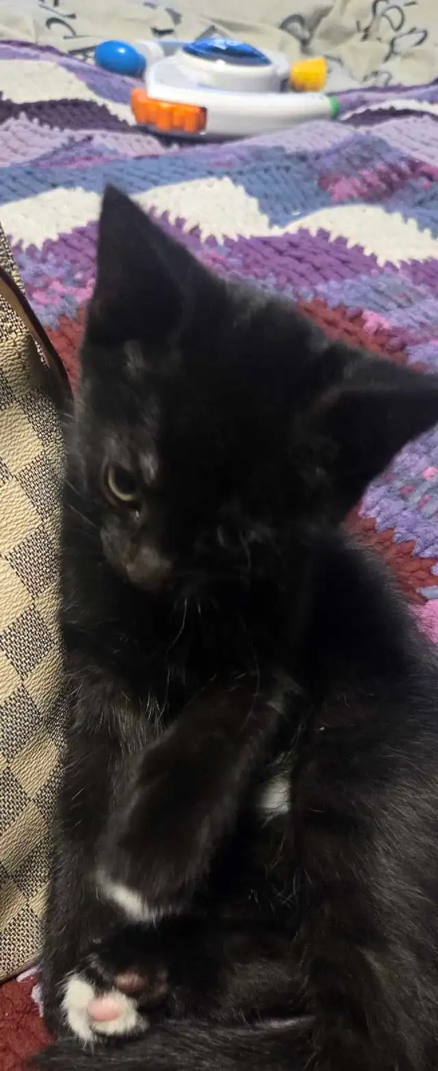 kittens ready for forever home - Photo 3