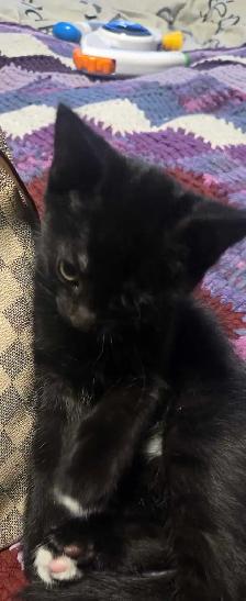 kittens ready for forever home - Photo 3