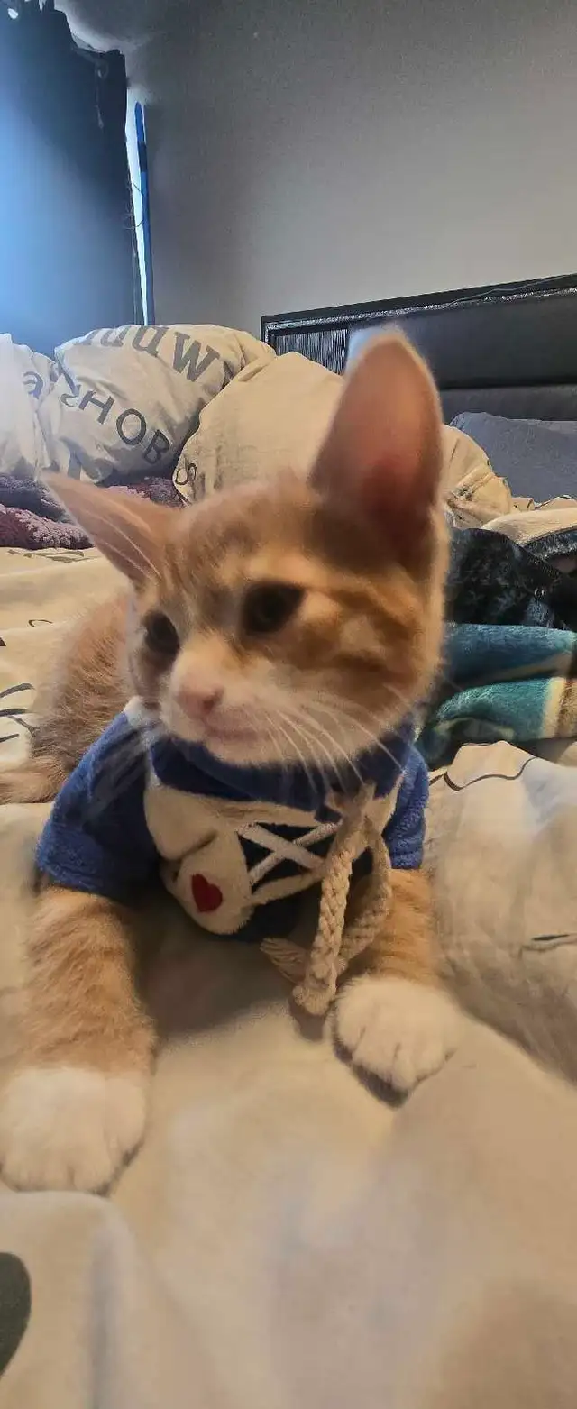 kittens ready for forever home - Photo 4