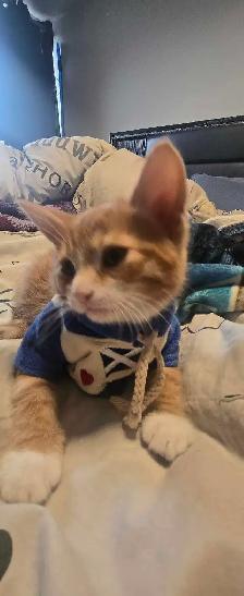 kittens ready for forever home - Photo 4