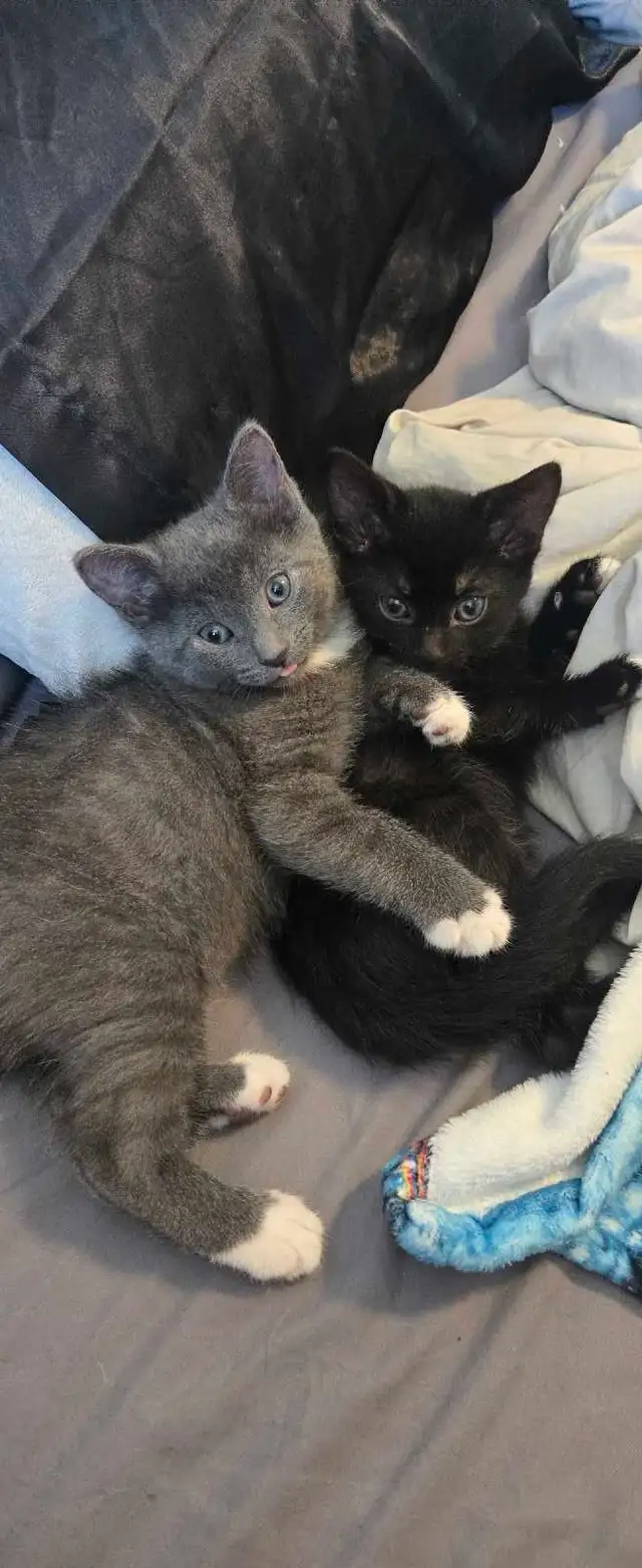 kittens ready for forever home - Photo 5