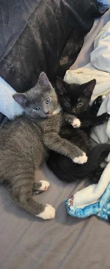 kittens ready for forever home - Photo 5