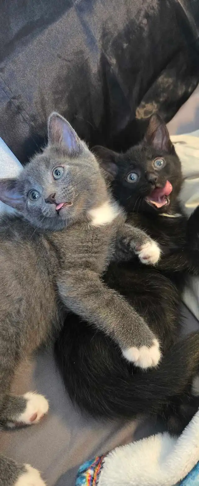 kittens ready for forever home - Photo 6