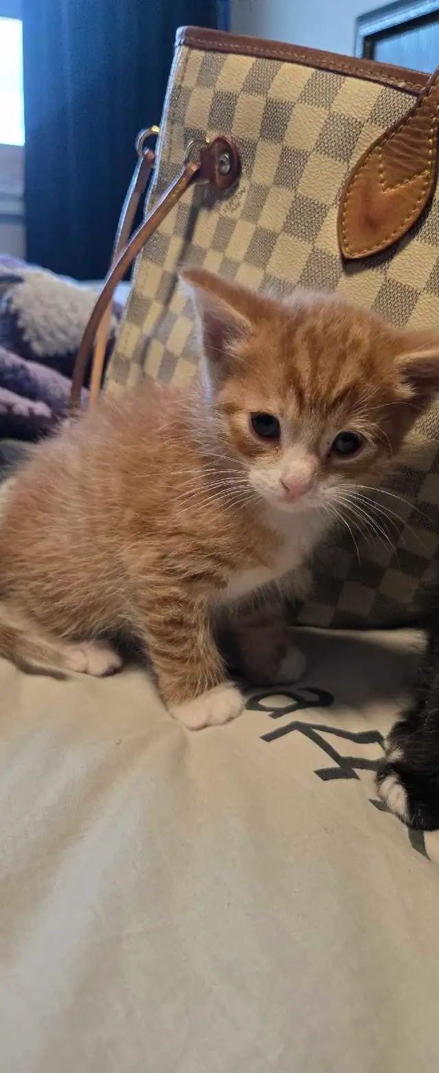 kittens ready for forever home - Photo 7