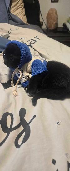 kittens ready for forever home - Photo 8