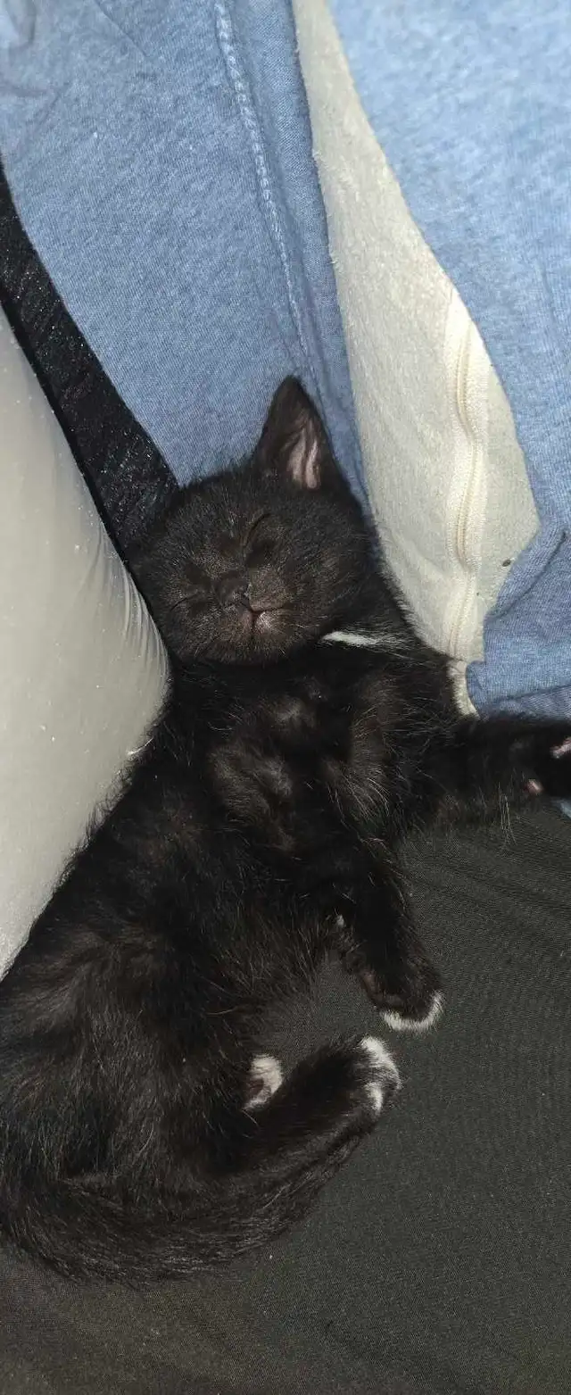 kittens ready for forever home - Photo 9