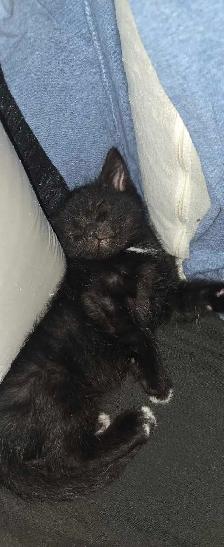 kittens ready for forever home - Photo 9