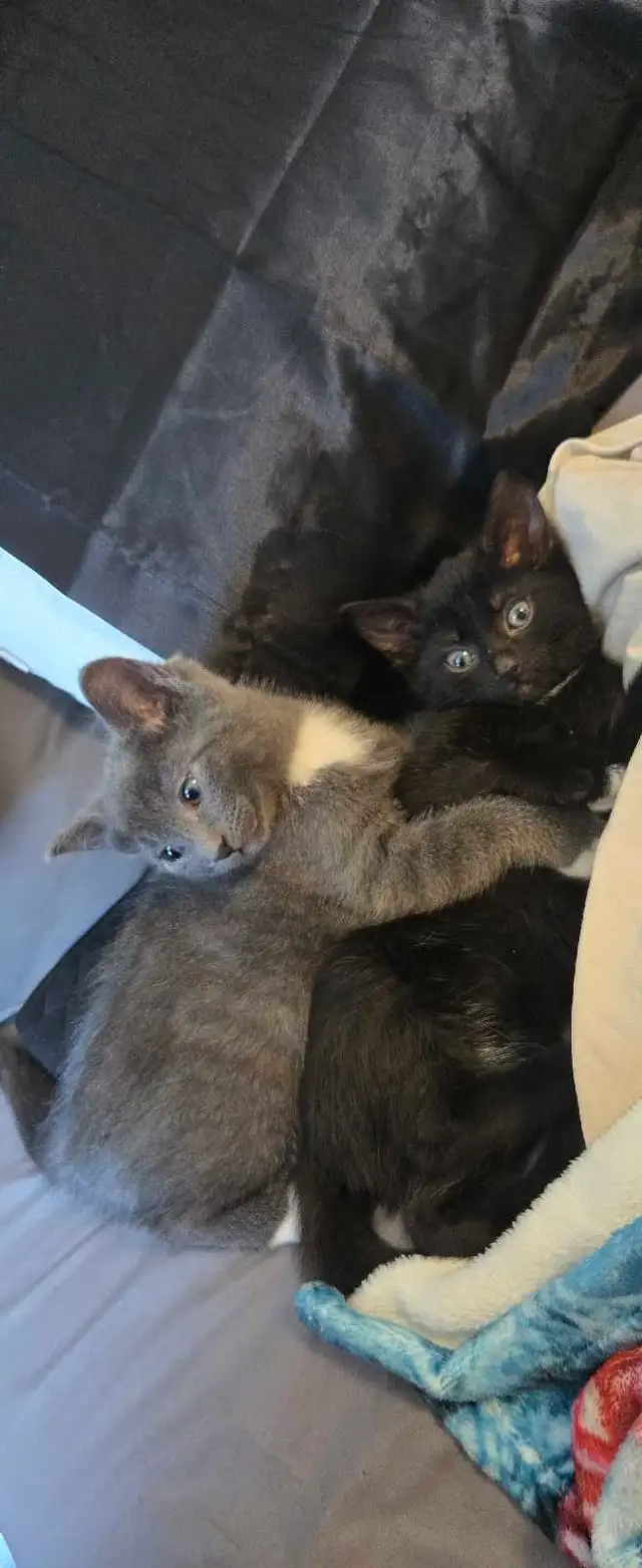 kittens ready for forever home - Photo 10