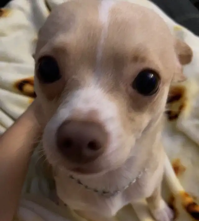 Chihuahua