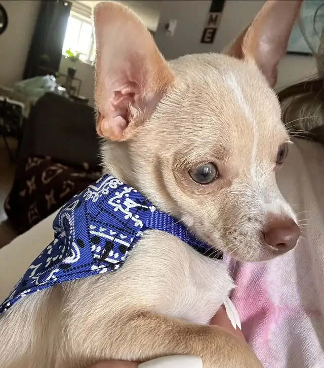 Chihuahua - Photo 2
