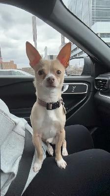 Chihuahua - Photo 3