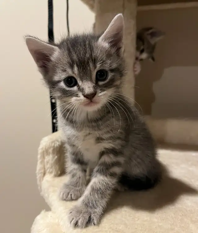 SPRING KITTENS HALF PERSIAN - Pickering