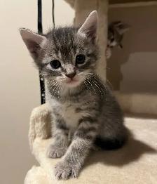 SPRING KITTENS HALF PERSIAN - Pickering