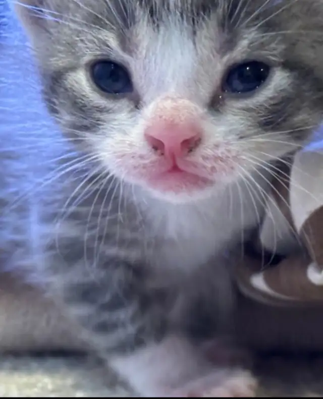 SPRING KITTENS HALF PERSIAN - Pickering - Photo 2