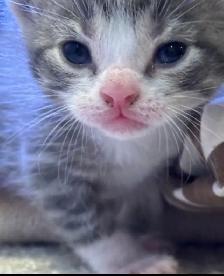 SPRING KITTENS HALF PERSIAN - Pickering - Photo 2