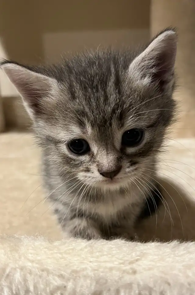 SPRING KITTENS HALF PERSIAN - Pickering - Photo 3